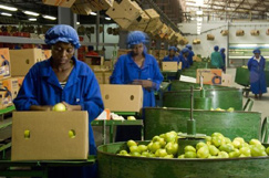 Fruit packing at Bavaria farm in Hoedspruit, Limpopo province 