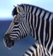 Gallery: South African wildlife