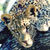 Gallery: South Africa's wildlife