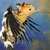 Gallery: South Africa's birdlife