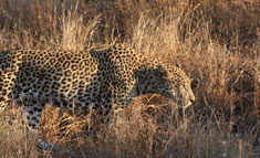 Leopard, Kruger National Park leopard