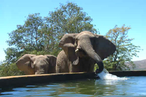 Addo Elephant Back Safaris