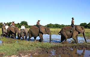 Elephant Sanctuary