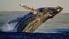 Whale watching in South Africa