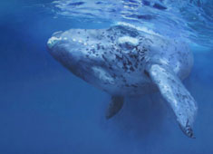 Southern right whale 