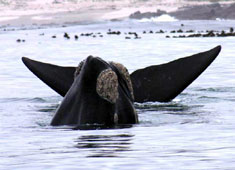 Southern right whale 