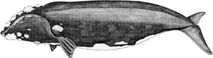 Southern right whale