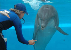 uShaka Marine World dolphin stadium uShaka Marine World dolphin stadium