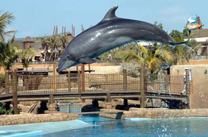 Dolphin acrobatics at uShaka