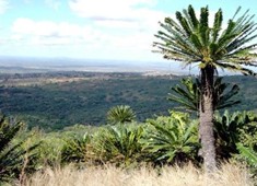 Modjadji cycad forest 