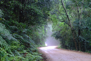 Knysna Forest