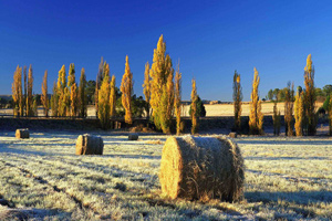 Farm near Clarens