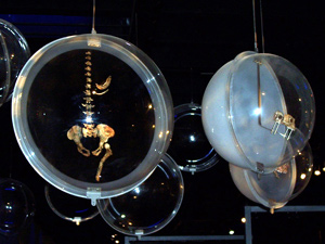 One of the innovative fossil displays at the Maropeng visitors' centre
