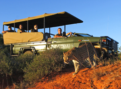 Game drive at Shamwari Game drive at Shamwari