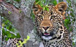 A leopard at Kwandwe private nature reserve in the Eastern Cape province  