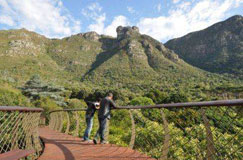 Treetop canopy walkway in Kirstenbosch 