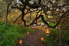 Grootbos grootbos nature reserve, conservation, fynbos, tourism for 
tomorrow awards, unique lodges of the world