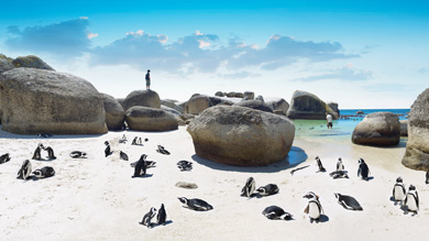 Boulders Beach near Cape Town
