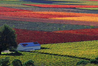 Vineyards in the Hex River Valley winemaking region of the Western Cape