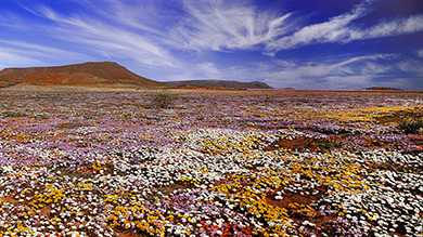 Namaqualand daisies