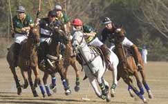 Polo: SA vs New Zealand polo, south, africa, new, zealand, holidays, kurland, inanda, val, vie, jurassic, shongweni