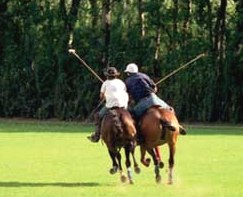 Polo at Uitgedacht polo, south, africa, holidays, poloafrica, uitgedacht, horse, horses