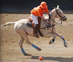 Polo action from the Oaklands Polo and Country Club polo, south, africa, country, club, oaklands, horse, horses, school