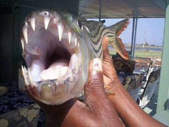 The fearsome looking tiger fish africa, bass, cape, carp, deep, eastern, fishing, fly, kwazulu, mpumalanga, natal, ocean, sea, south, trout, western, tiger