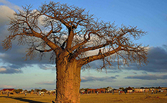 boabab tree in limpopo travel, tourism, derek hanekom, south africa, local travel
