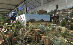  kirstenbosch, sanbi, south African national biodiversity institute, royal 
horticultural society, Chelsea flower show