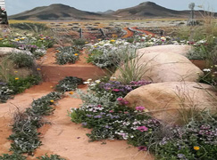  irstenbosch, sanbi, south African national biodiversity institute, royal 
horticultural society, Chelsea flower show