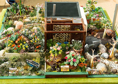 kirstenbosch, sanbi, south African national biodiversity institute, royal 
horticultural society, Chelsea flower show