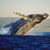 Whale watching in South Africa