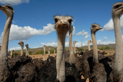 Ostrich farm near Oudtshoorn, Western Cape Ostrich farm near Oudtshoorn, Western Cape