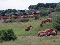 Addo Elephant National Park Addo Elephant National Park