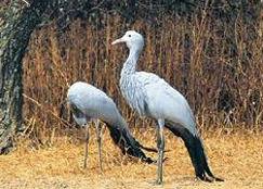 SA's national bird - the Blue Crane SA's national bird - the Blue Crane