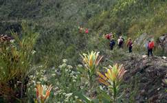 Hiking through South Africa's uniquely beautiful fynbos Hiking through South Africa's uniquely beautiful fynbos