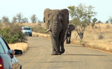 Kruger Park: free entry week for locals