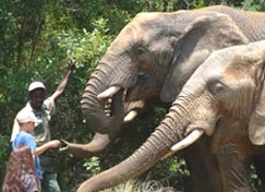 Addo Elephant Back Safaris 