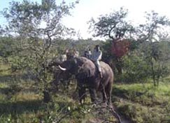 Camp Jabulani 