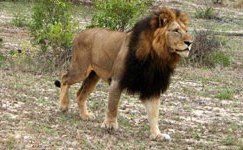 On the trail of the Big Five On the trail of the Big Five
