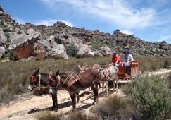 Cederberg donkey cart route to new jobs 