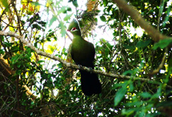  knysna lourie, world heritage site, afromontane, garden route national park