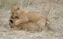 Lion cubs lion cubs, addo, wildlife, national park, game reserve