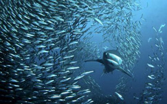 Sardine run on South Coast sardine run, kwazulu-natal, fish, sharks board, aliwal shoal, greatest shoal 
on earth