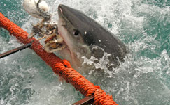 Great white shark great white, shark, attack, cage diving, chumming, false bay