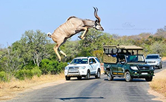 kudu travel, south africa, kruger national park, kudu, safari