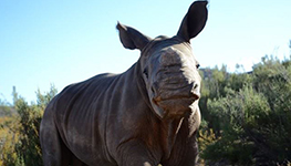 osita baby rhino  south africa, rhino, baby rhino, calf, osita, aquila private game reserve, southern karoo