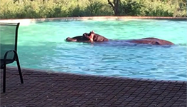 hippo in pool south africa, hippo, ingwelala nature reserve, swimming pool, hippo in pool