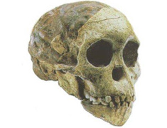 The Taung skull 